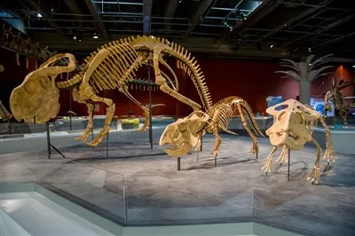 Protoceratops Skelton